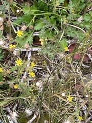 Senecio viscosus