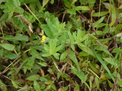 Crotalaria calycina