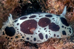 Peltodoris atromaculata