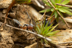 Myrmecia nigrocincta