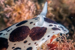 Peltodoris atromaculata