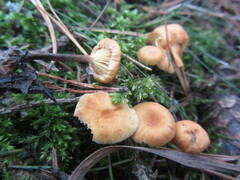 Xeromphalina cauticinalis