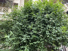 Jasminum officinale