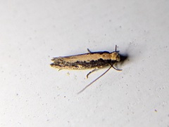 Monopis crocicapitella