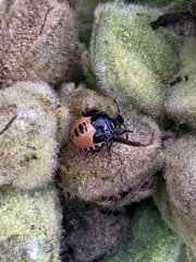 Cosmopepla lintneriana