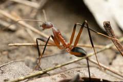 Leptomyrmex cnemidatus