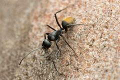 Camponotus aeneopilosus