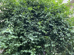 Jasminum officinale