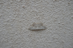 Scopula marginepunctata