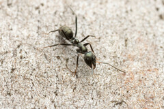 Iridomyrmex mayri