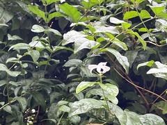 Jasminum officinale