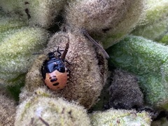 Cosmopepla lintneriana