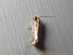Monopis crocicapitella