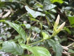 Jasminum officinale