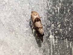 Pelochrista similiana