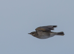 Turdus atrogularis