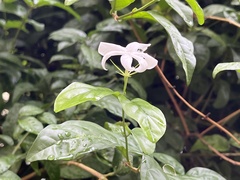 Jasminum officinale