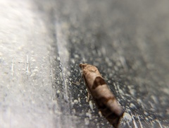 Pelochrista similiana