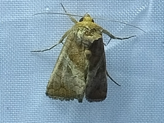 Thysanoplusia orichalcea
