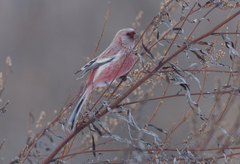 Carpodacus sibiricus