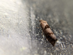 Pelochrista similiana