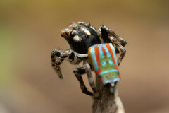 Maratus volans