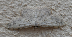 Scopula marginepunctata