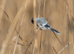 Cyanistes cyanus