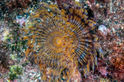 Mediterranean Fanworm, photo 4 of 8