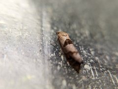 Pelochrista similiana