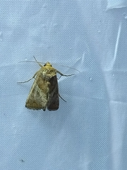 Thysanoplusia orichalcea