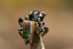 Maratus volans