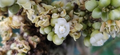 Lepisanthes tetraphylla