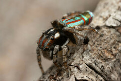 Maratus volans