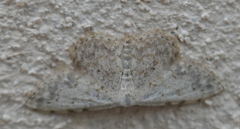 Scopula marginepunctata