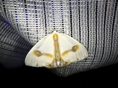 Macrocilix mysticata