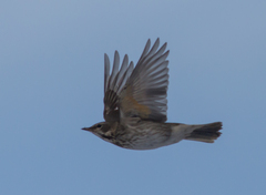 Turdus atrogularis