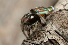 Maratus volans
