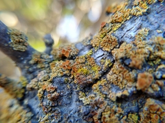Polycauliona polycarpa
