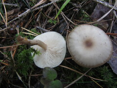 Clitocybe phyllophila