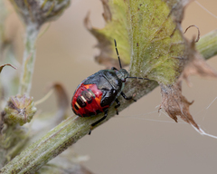 Asopinae