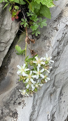 Potentilla caulescens