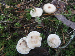Clitocybe phyllophila