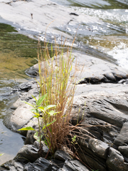 Pogonatherum crinitum