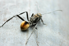 Polyrhachis brisbanensis