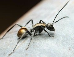 Polyrhachis brisbanensis