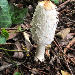 Coprinus comatus