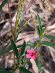 Indigofera linifolia