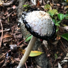 Coprinus comatus