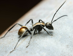 Polyrhachis brisbanensis